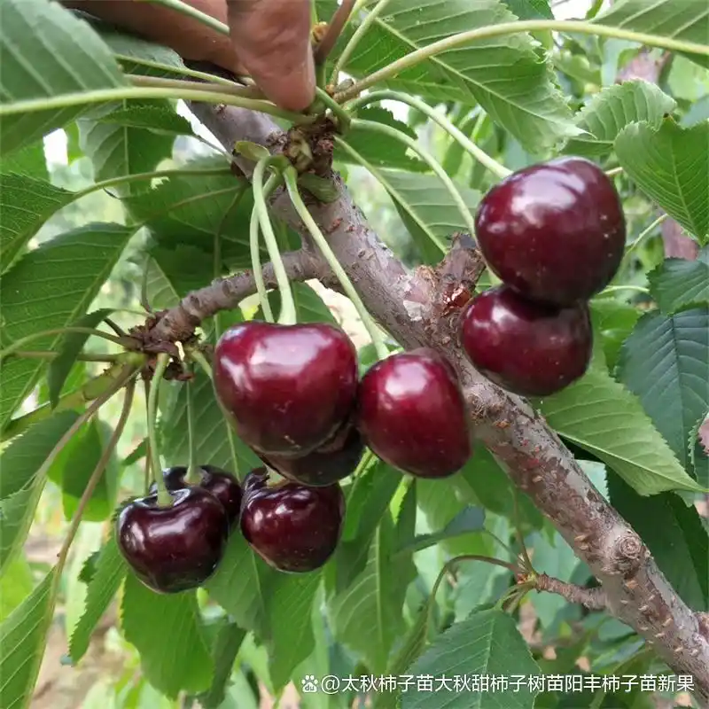 Shrimp cherry cultivation technology