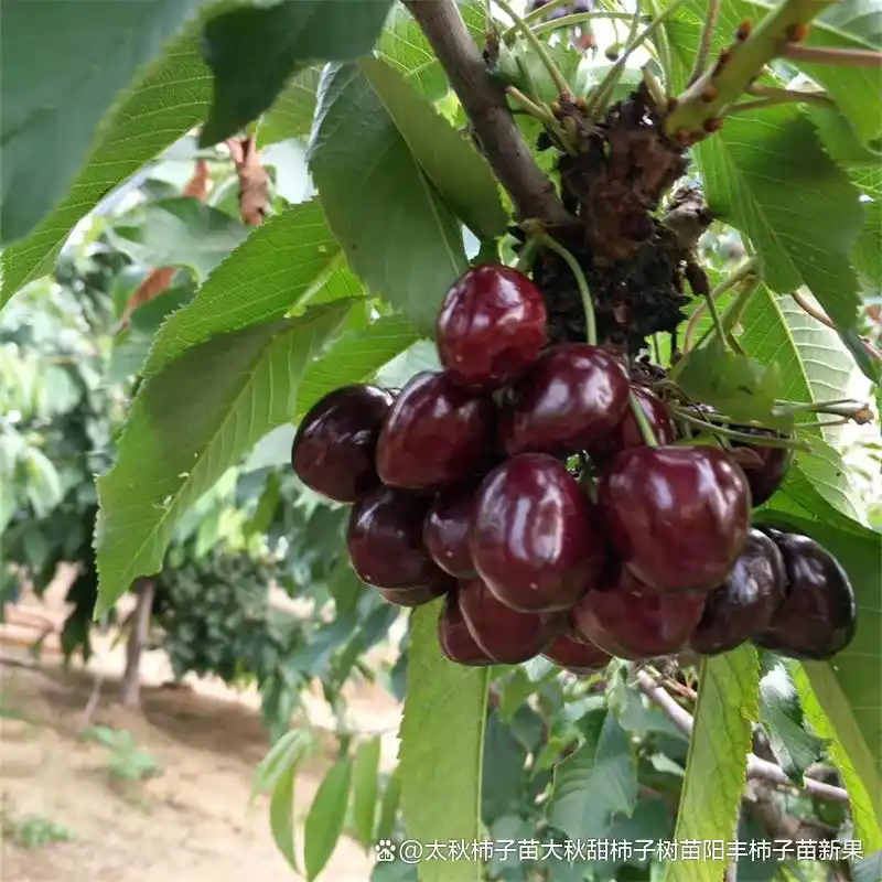 Shrimp cherry cultivation technology