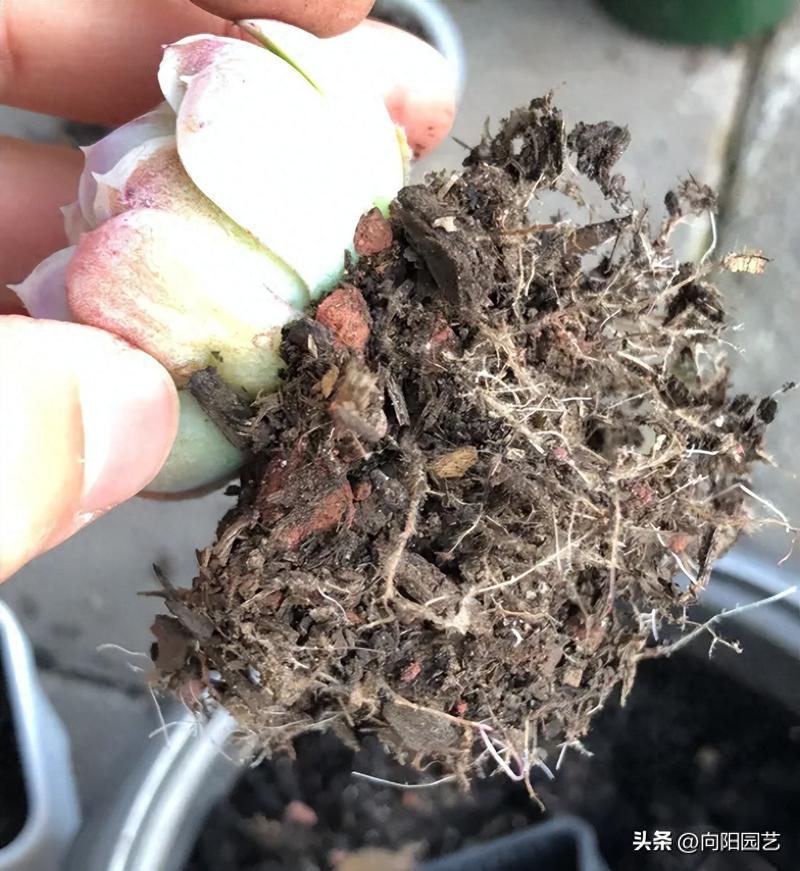 多肉发根，需要多长时间？3天肯定不行，至少20天才能发根！