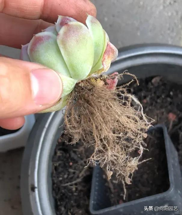 肉肉植物叶片种植方法