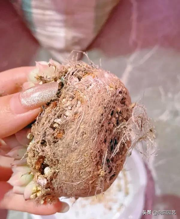 肉肉植物叶片种植方法