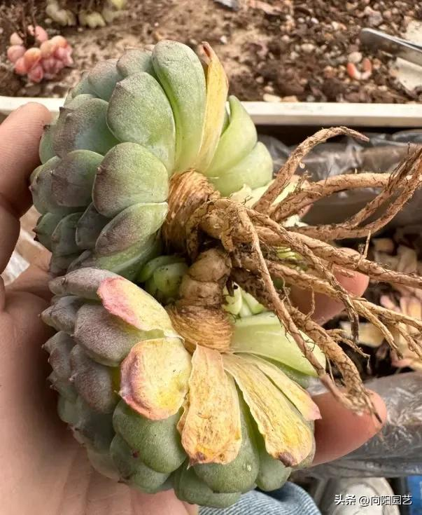 肉肉植物叶片种植方法