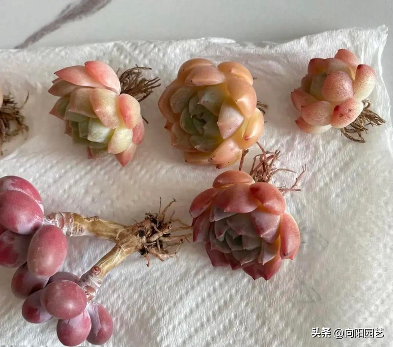 肉肉植物叶片种植方法