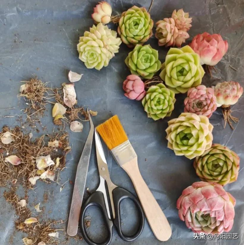 肉肉植物叶片种植方法