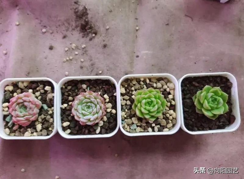 肉肉植物叶片种植方法