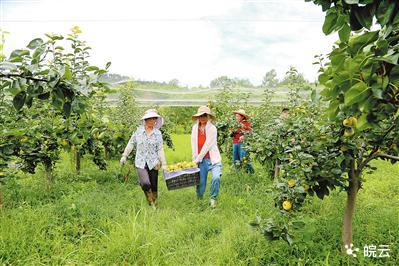 安徽适合种植什么水果
