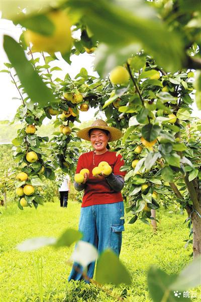 安徽适合种植什么水果