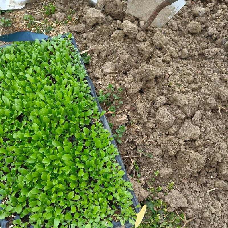 The method of planting the fruit and vegetables