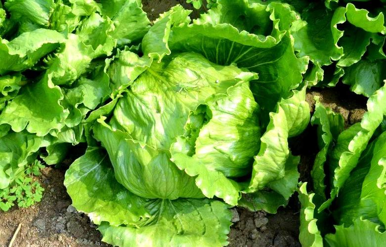 The method of planting the fruit and vegetables