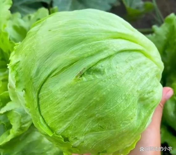 The method of planting the fruit and vegetables