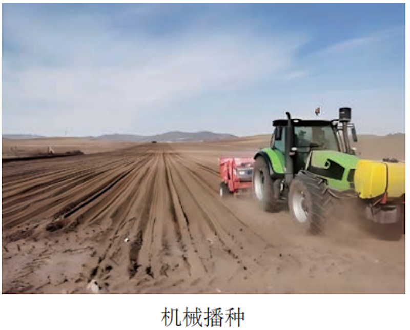 马铃薯双垄种植技术