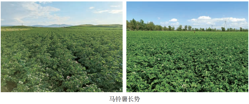 马铃薯双垄种植技术