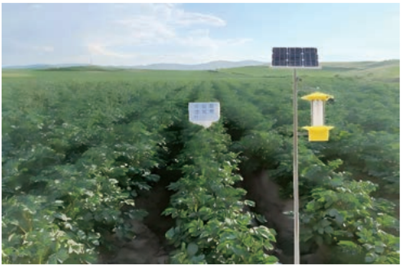 马铃薯双垄种植技术