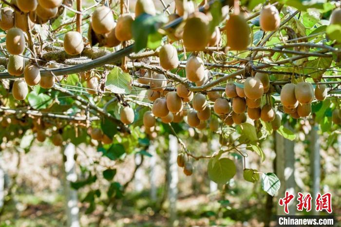 安徽适合种植什么水果