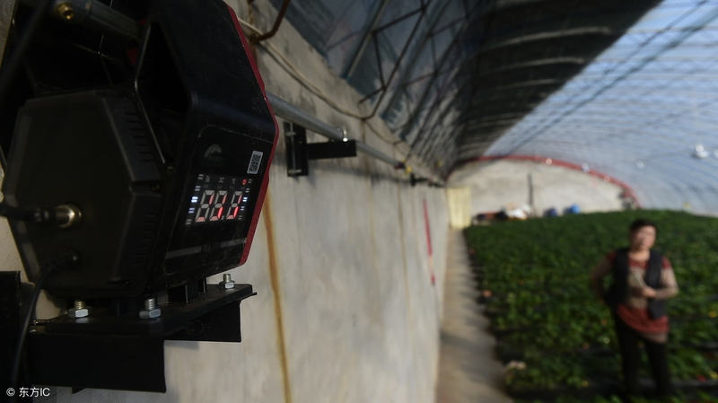 秋冬大棚黄瓜种植技术