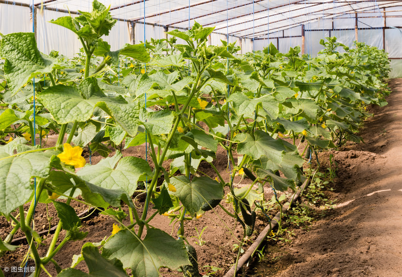 秋冬大棚黄瓜种植技术