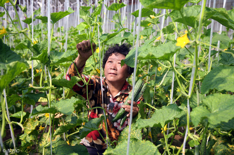 秋冬大棚黄瓜种植技术