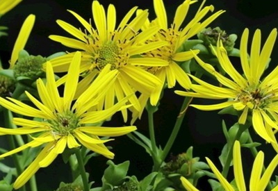 Plantation techniques