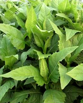 Plantation techniques