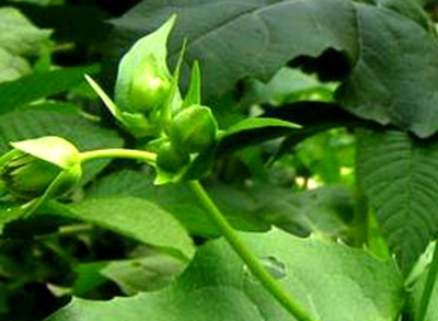 Plantation techniques