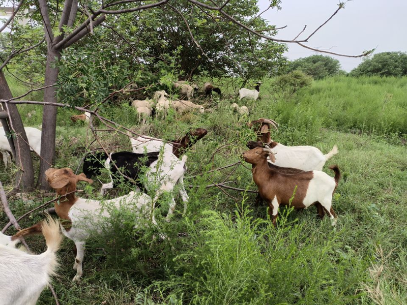 Plantation techniques