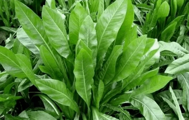 Plantation techniques