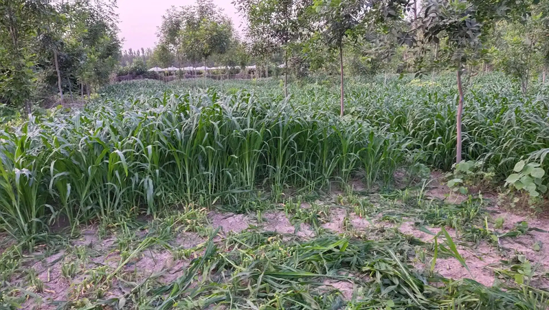 Plantation techniques