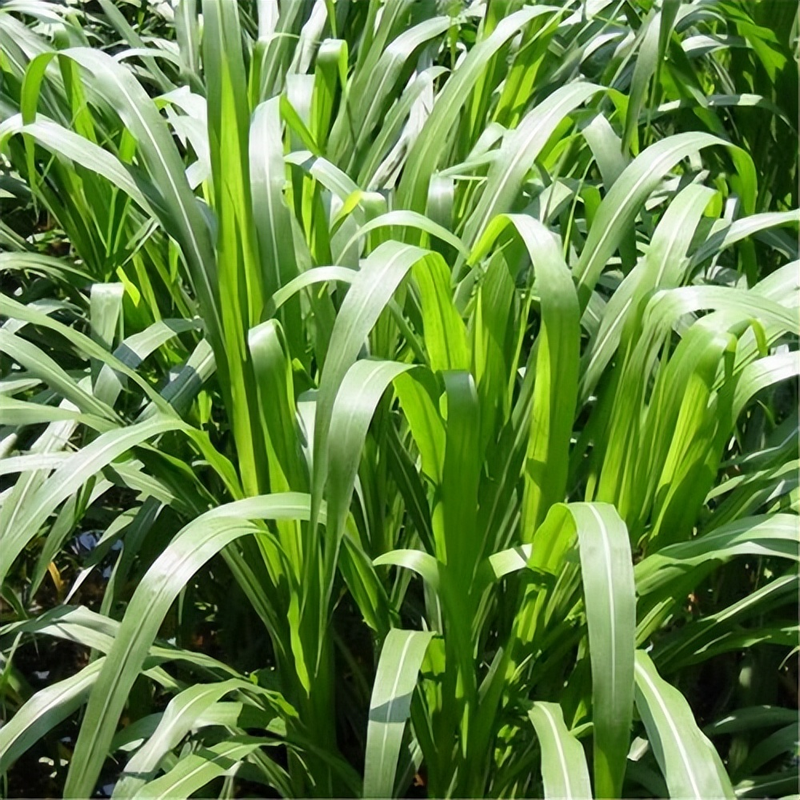 Plantation techniques