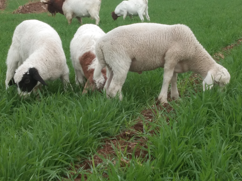 Plantation techniques