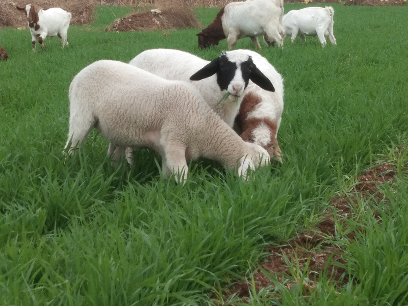 Plantation techniques