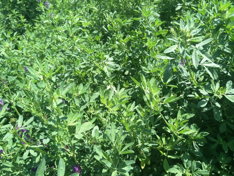 Plantation techniques