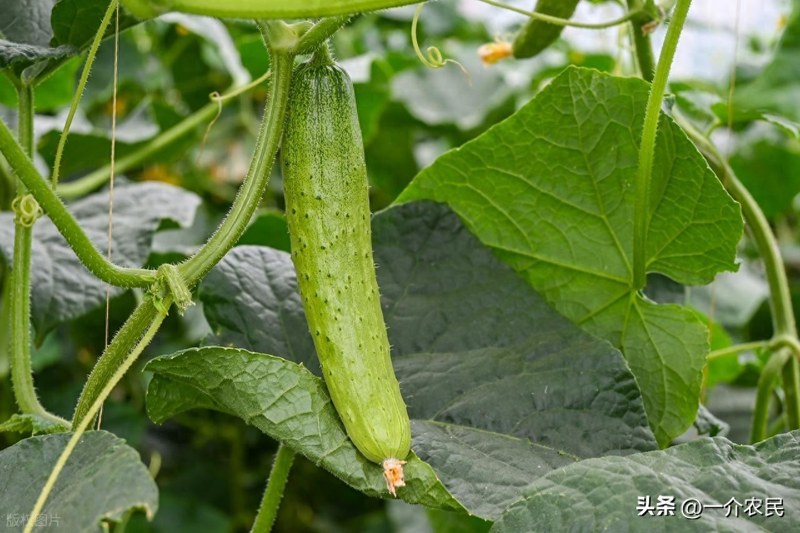 秋冬大棚黄瓜种植技术
