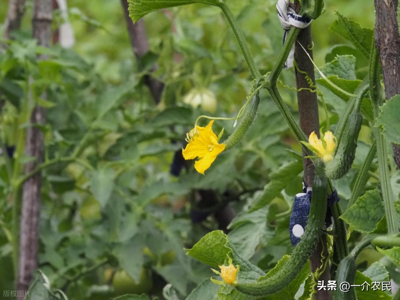 秋冬大棚黄瓜种植技术