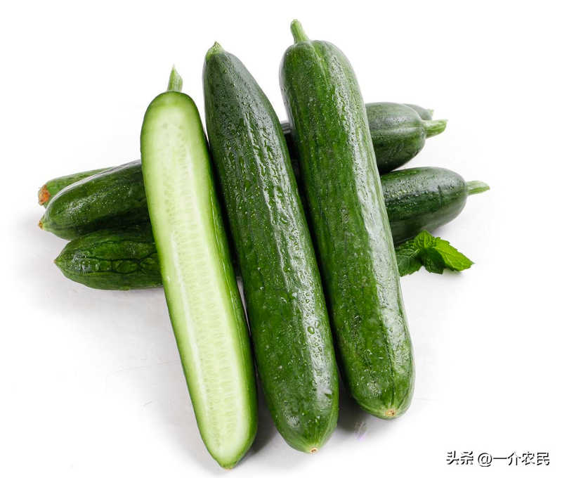 秋冬大棚黄瓜种植技术