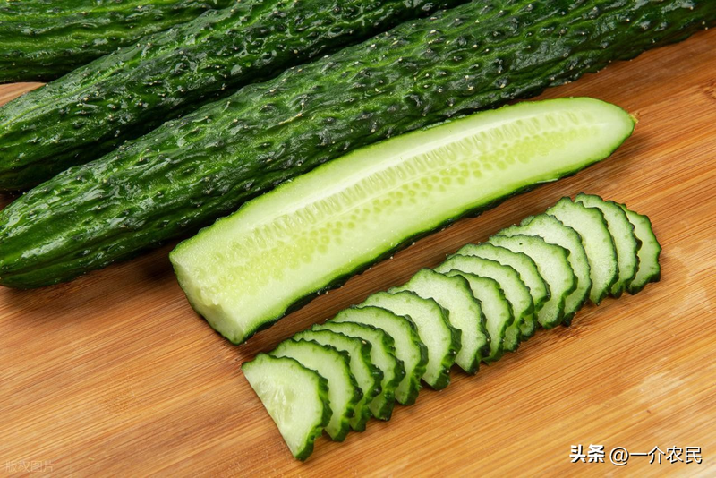 秋冬大棚黄瓜种植技术