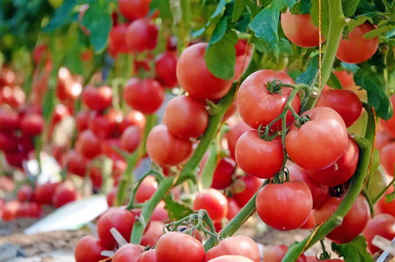 Autumn tomato shed cultivation techniques