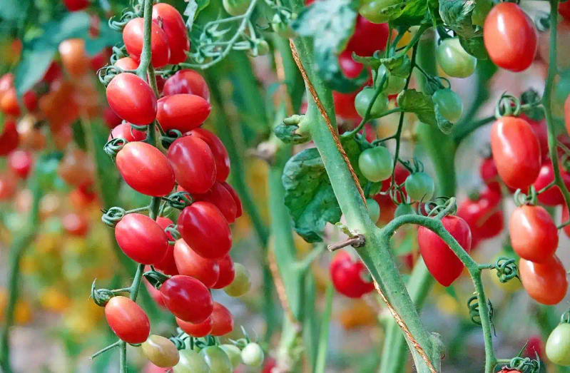 Autumn tomato shed cultivation techniques