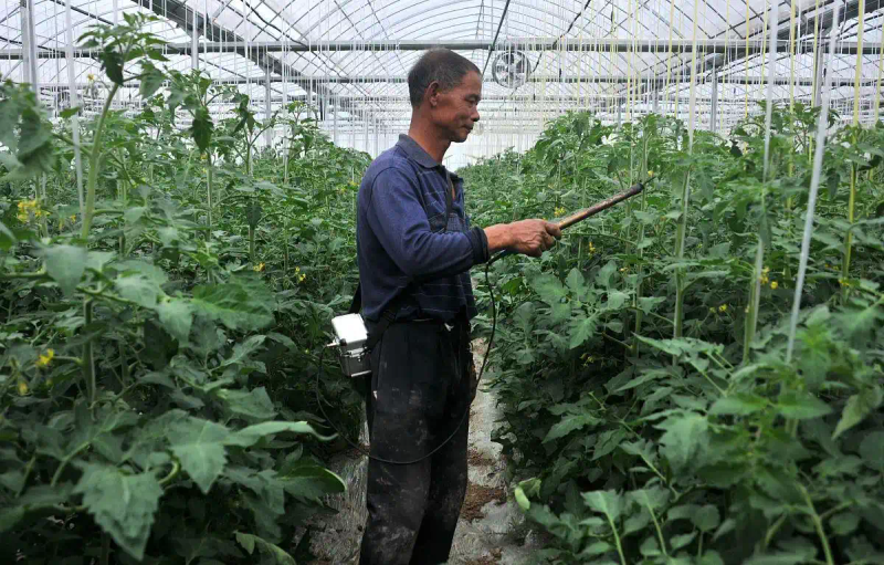 Autumn tomato shed cultivation techniques