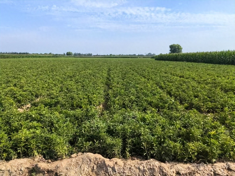 改良白术种植技术