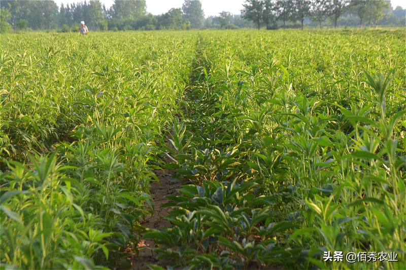 2月份中药材白术管理要点,做好3个步骤,一年不愁杂草危害