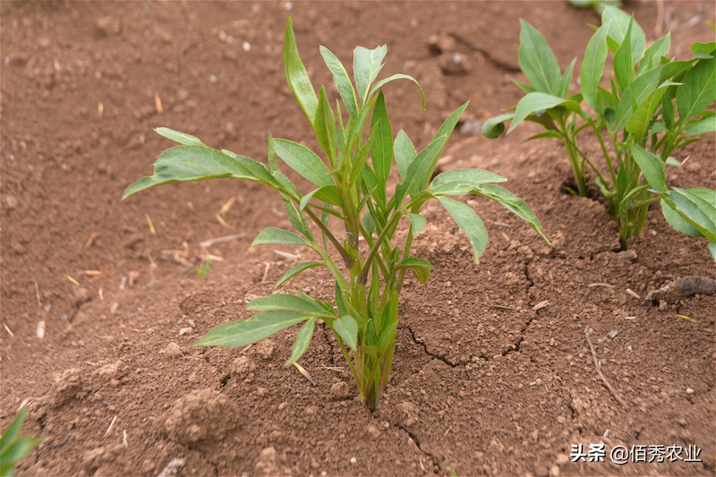改良白术种植技术