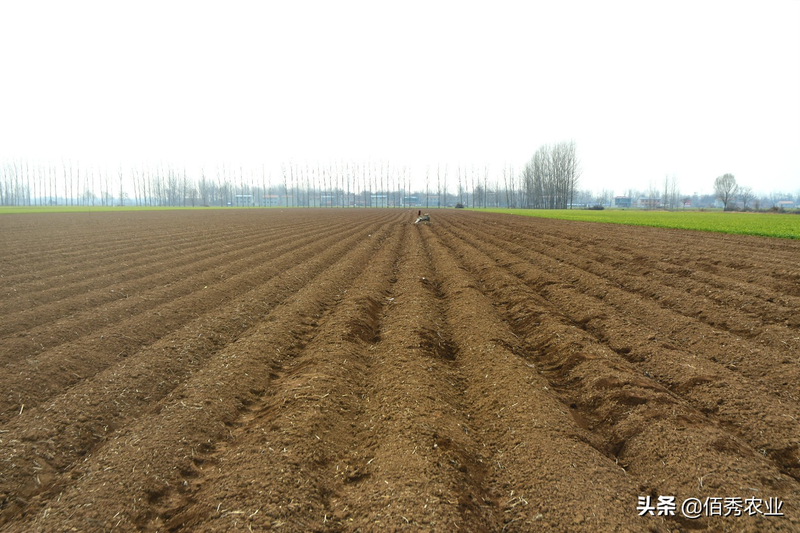 改良白术种植技术