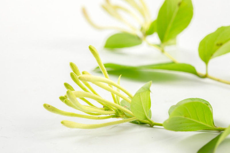 阳台种金银花种植方法