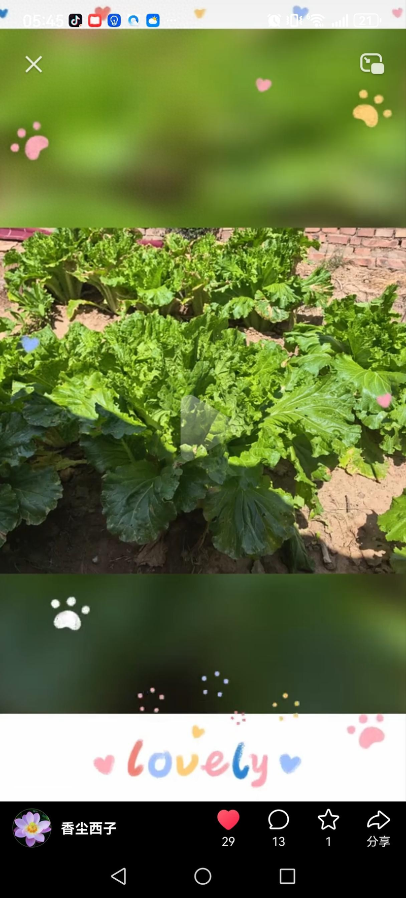 Summer cabbage planting techniques