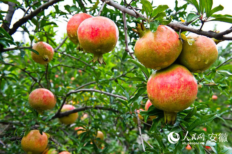 安徽适合种植什么水果