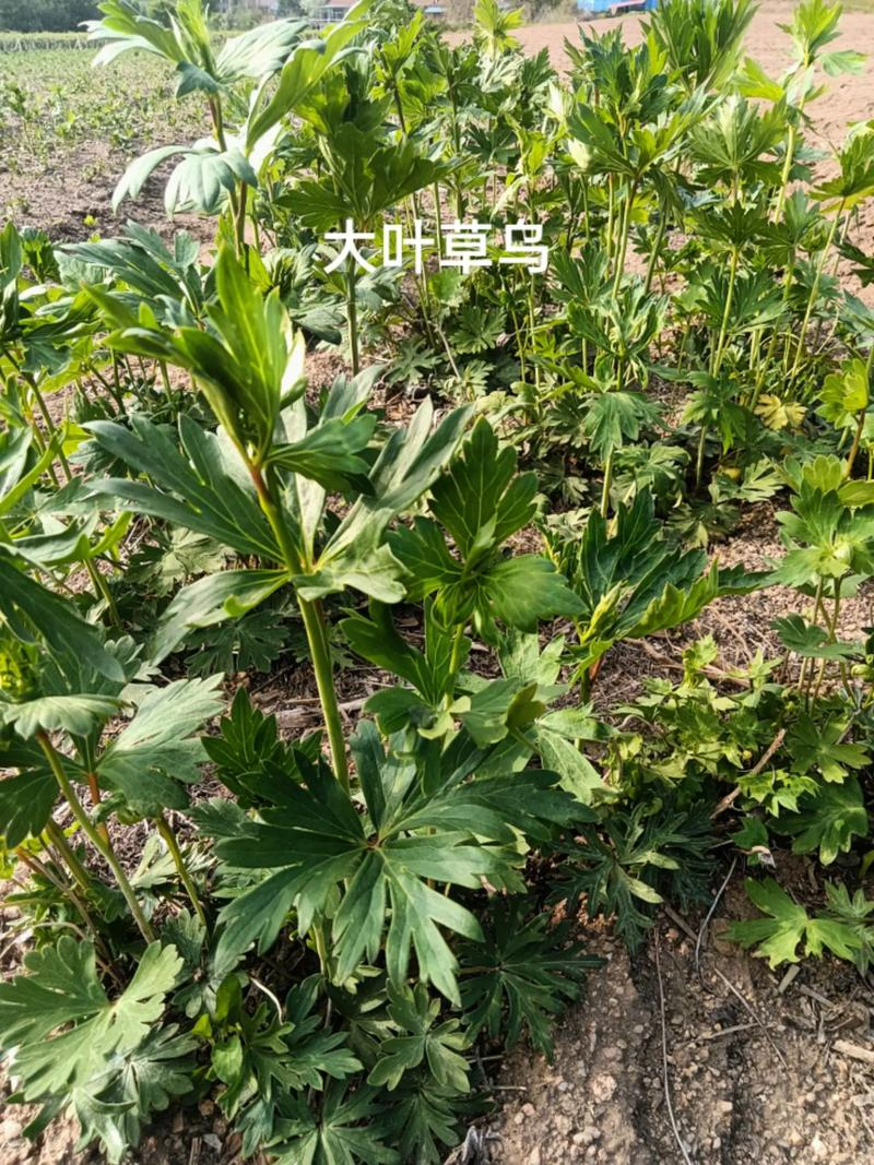 草乌头种植技术