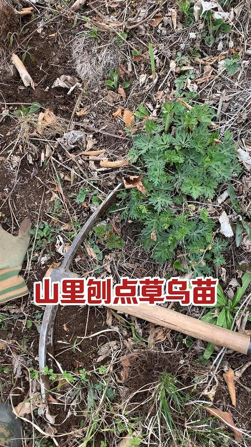 草乌头种植技术
