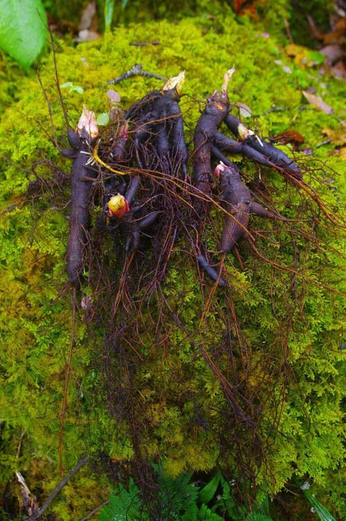 草乌头种植技术