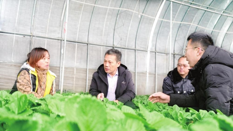 大棚玫瑰花的种植方法