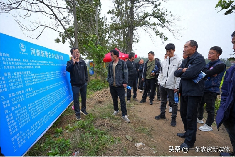 一亩增产1344斤！解锁新豫白术方案逆袭灾年 亮眼表现